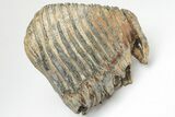 Woolly Mammoth Upper M Molar - North Sea Deposits #207294-3